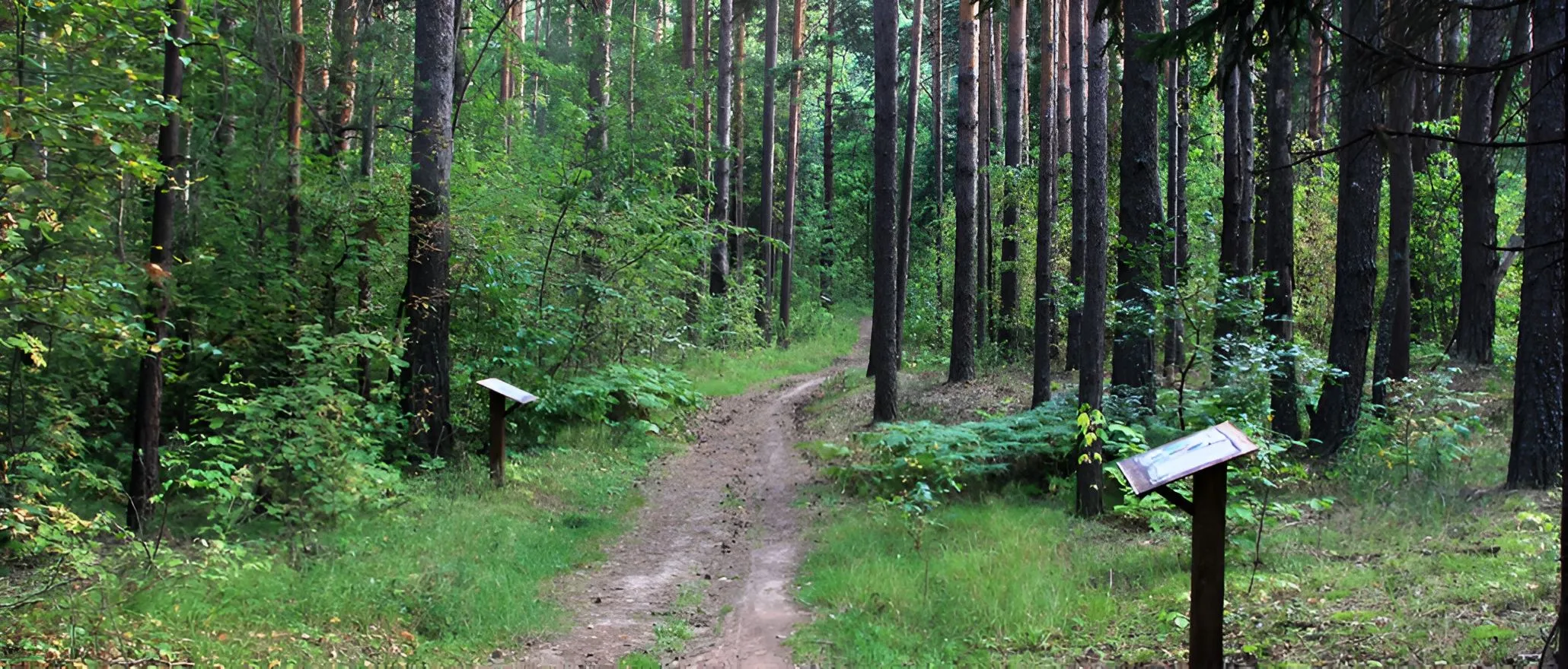 Корабельная роща&nbsp;4