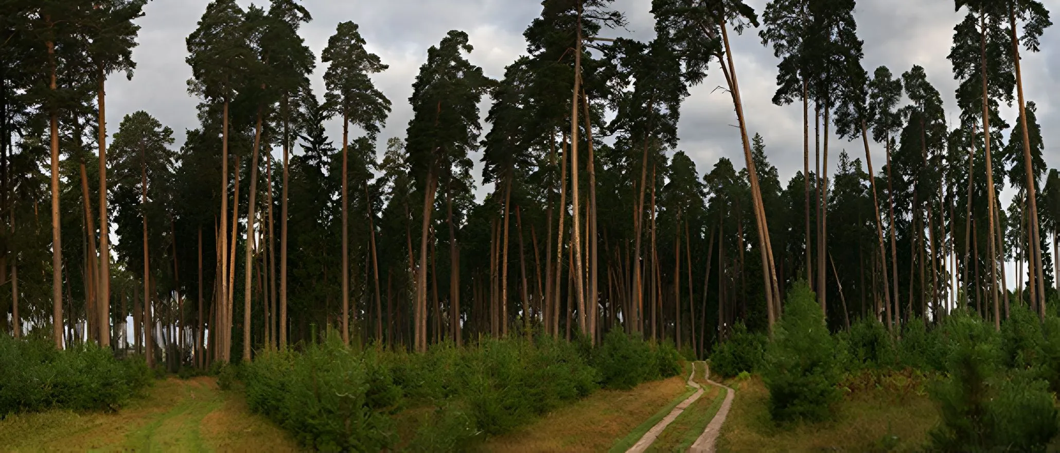 Корабельная роща&nbsp;3