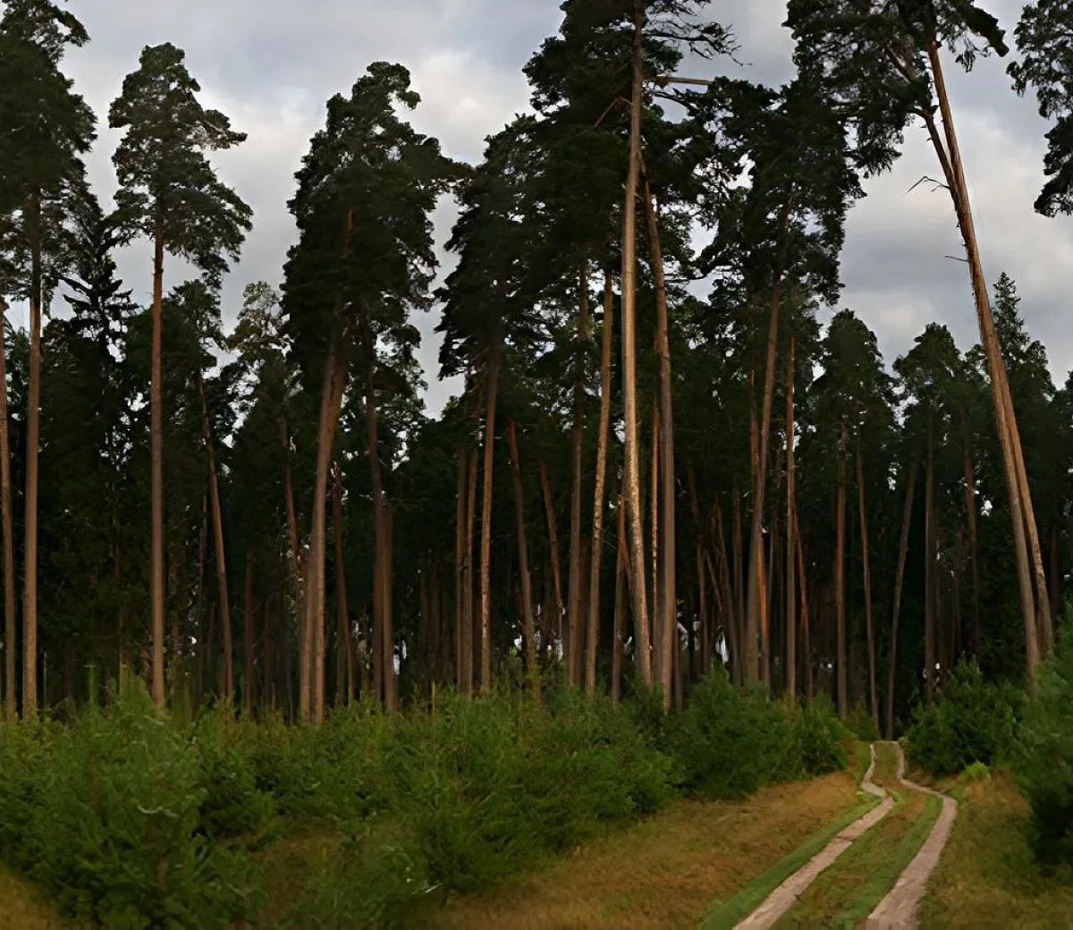 Корабельная роща&nbsp;3